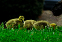 Branta canadensis Canadian geese chicks