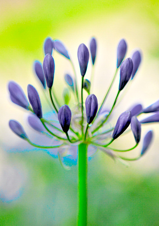 Agapanthus Lily-of-The-Nile